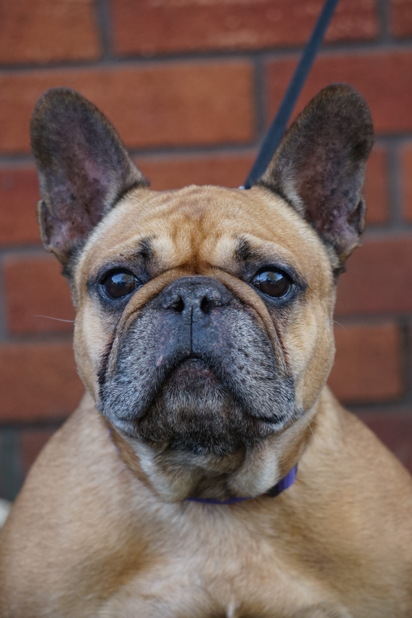 french bulldog